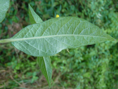 Verso des feuilles. Agrandir dans une nouvelle fenêtre (ou onglet)